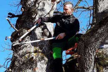 Leidenschaft mit Bäumen